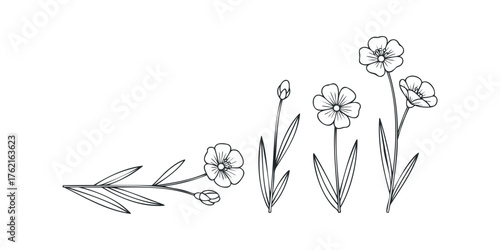 Minimalist line art flowers and buds in various stages of bloom