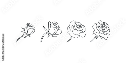Four line drawing roses in progression