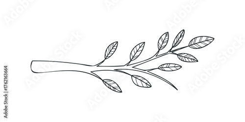 Hand Drawn Botanical Branch with Multiple Leaves