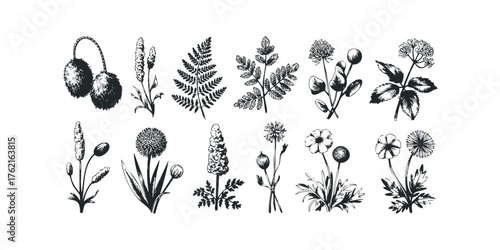 Collection of Black and White Botanical Line Drawings