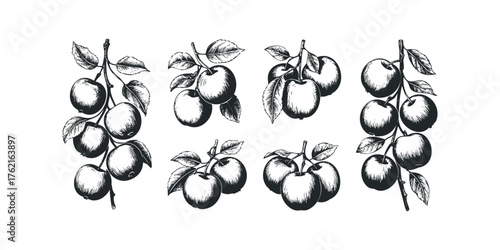 Sketch of Ripe Apples on Branches with Leaves