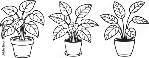 set of indoor house plant line art, coloring book page line art drawing, vector and illustration