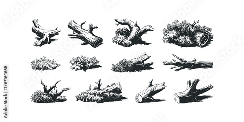 Collection of nature elements and tree fragments