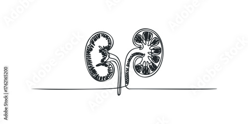 Anatomical line drawing of human kidneys