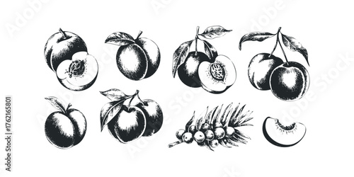 Hand Drawn Sketch of Peaches and Berries with Leaves
