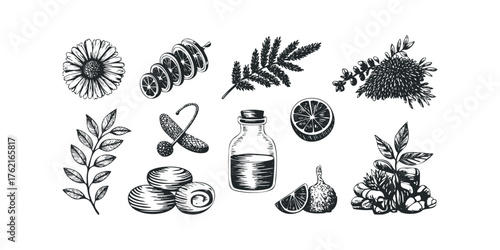 Hand drawn floral and fruit sketch collection for natural cosmetics