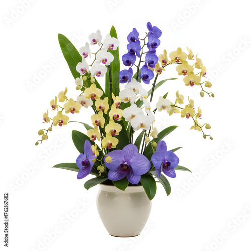 Single Purple Orchid Stem with Green Leaves Isolated on transparent Background