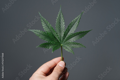 Cannabis full grown leaf in man's hand. Fresh marijuana plant isolated on dark grey background