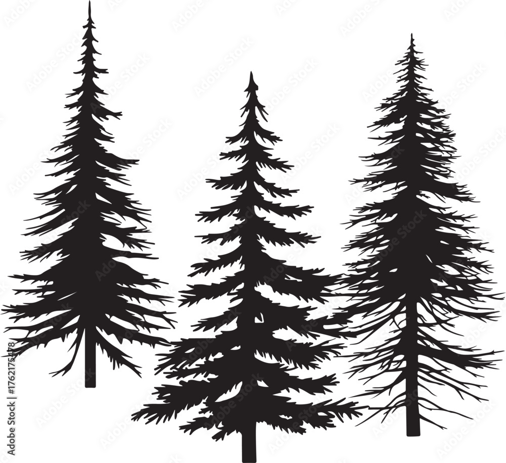 Obraz premium Three tall black silhouette pine trees with sparse branches on a white background evergreen nature