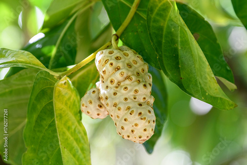 Quadro su tela Close-up of noni fruit (Morinda citrifolia) on tree