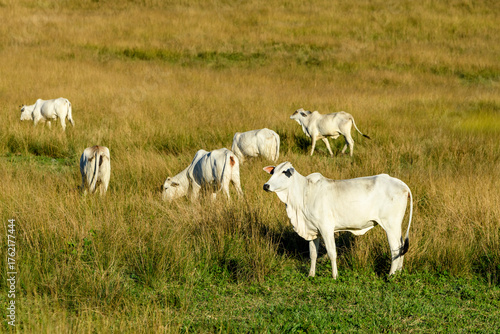White Nellore cattle grazing in pasture, Guarabira, Paraíba, Brazil