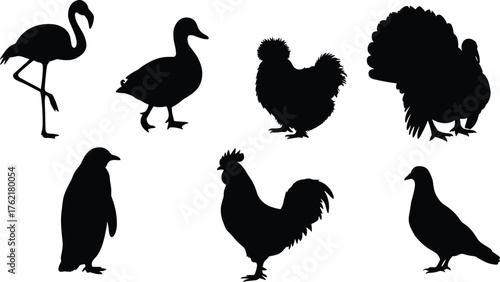  Bird species silhouette set, flamingo duck chicken turkey penguin rooster pigeon vector, 