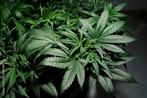 Cannabis CBD plant close up. Layout of fresh marijuana leaves, blooming bush background, top view, flat lay. Hemp recreation, legalization concept.