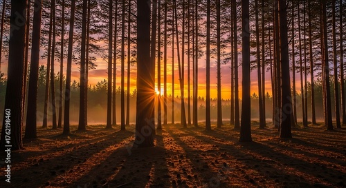 Sunlit Forest - A Serene Dawn Through the Trees.