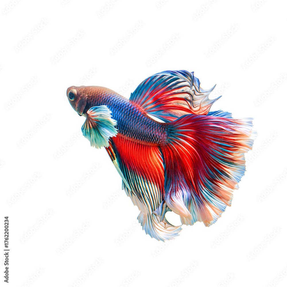 Obraz premium Close-up shot of a vibrant betta fish with red, blue, and orange fins swimming against a clean white background.