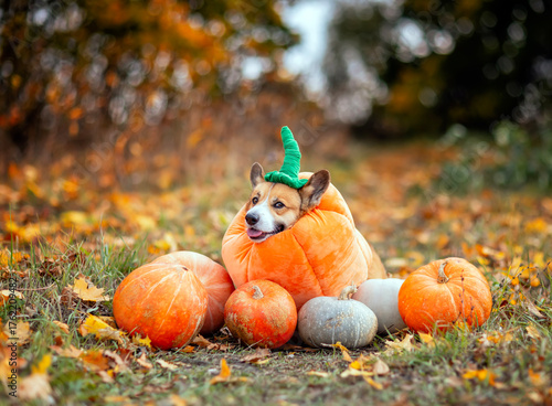 A cute corgi dog in a pumpkin carnival costume sits among orange vegetables i...