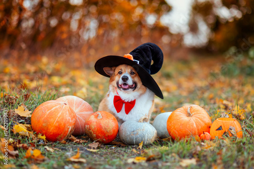 A cute corgi dog in a carnival costume and hat sits among orange pumpkins and...