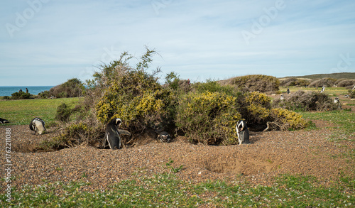 A group of penguins stands on the territory of the Atlantic coast