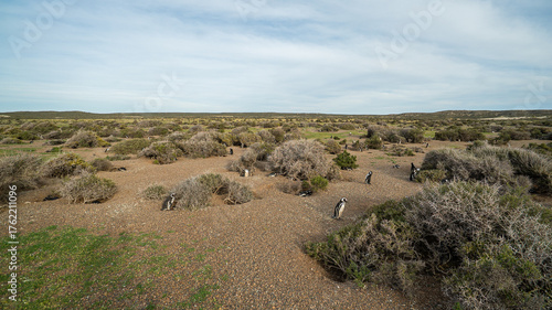 A group of penguins stands on the territory of the Atlantic coast