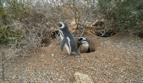 Two penguins are standing on a rocky surface