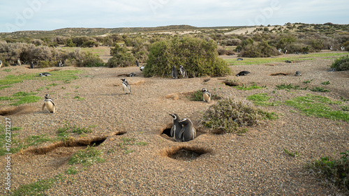 A group of penguins stands on the territory of the Atlantic coast