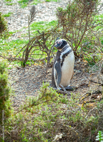 A penguin is standing in a field of grass
