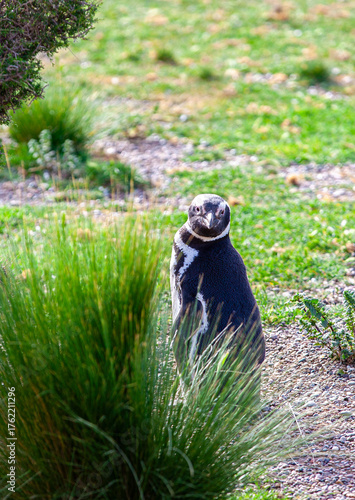 A penguin is standing in a field of grass