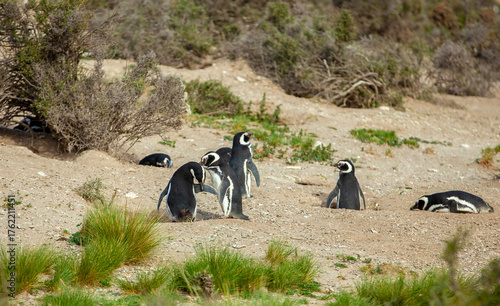 A group of penguins stands on the territory of the Atlantic coast