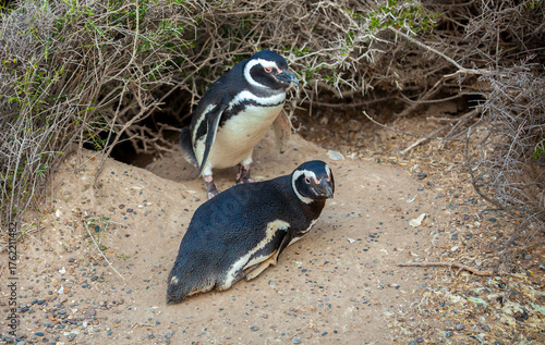 Two penguins are sitting on the ground