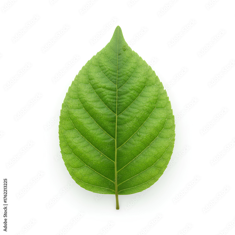 Obraz premium Green Leaf on White Background