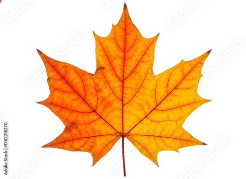 Wallpaper Mural Vibrant Orange Maple Leaf on White Background Torontodigital.ca