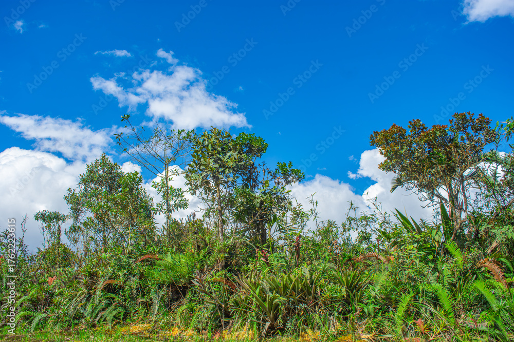 Obraz premium A lush view of diverse vegetation under a bright blue sky in Puracé National Park, Colombia, highlighting the importance of conservation.