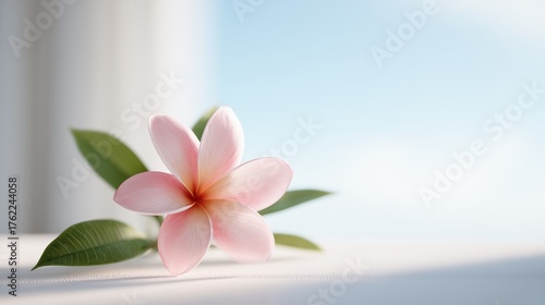 Pink plumeria on sunny windowsill, Peaceful scene of pink plumeria by window, Relaxing tropical atmosphere with pink flowers and sunlight