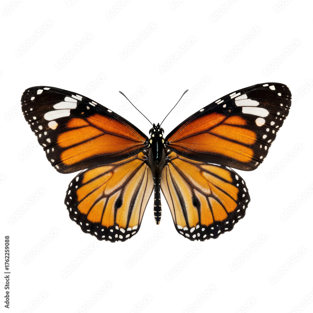 Fototapeta premium Orange and black monarch butterfly with white spots on transparent background