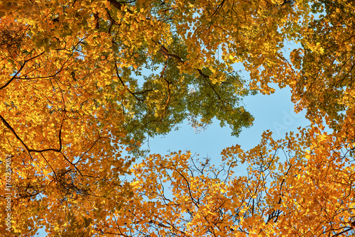 Bright golden autumn forest under clear blue sky. Warm seasonal background symbolizing comfort, coziness, and nature beauty. Perfect for ads, posters, travel, wellness, and lifestyle design.