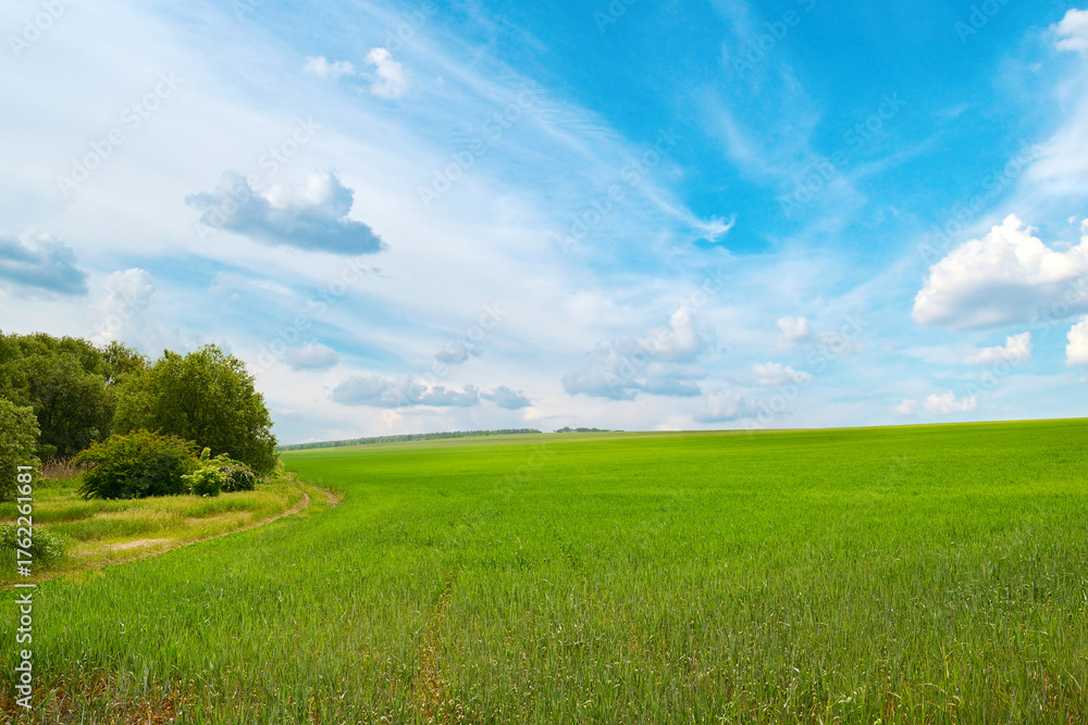 Obraz premium Peaceful Farmland with Young Crops, Blue Sky, and Bright Green Vegetation in Spring Season