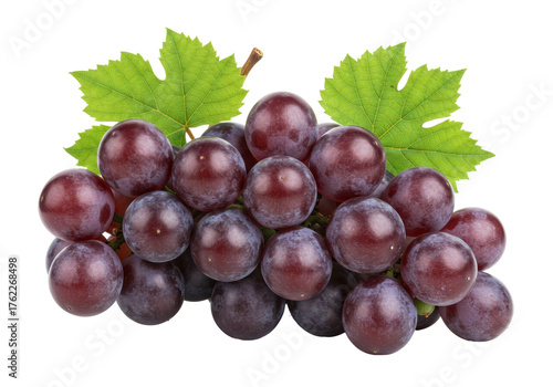 Isolated bunch of red grapes, whole fruits on a grapevine with green leaves, raw food, healthy eating
