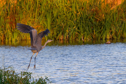 Czapla siwa w locie. Jesienne kolory.