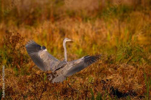 Czapla siwa w locie. Jesienne kolory.