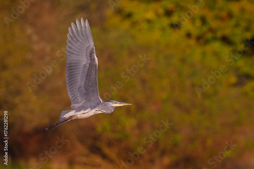 Czapla siwa w locie. Jesienne kolory.
