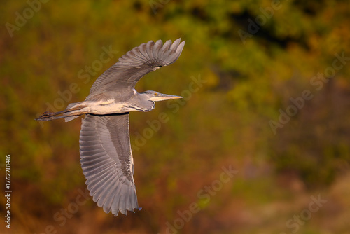 Czapla siwa w locie. Jesienne kolory.