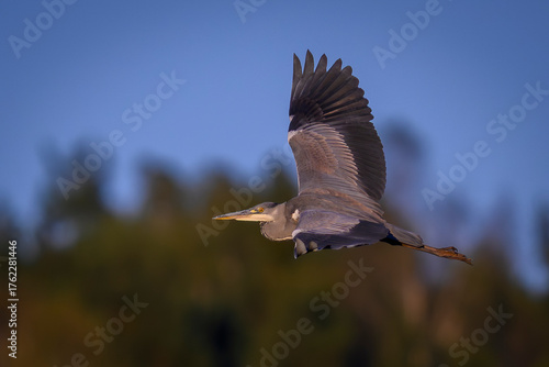Czapla siwa w locie. Jesienne kolory.