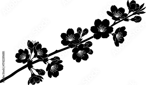 Elegant black and white silhouette of cherry blossoms on a branch spring season blossom vector vector silhouette illustration isolated on white background 
