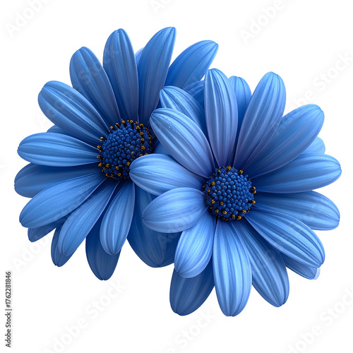 Close-up of two blue daisy-like flowers with brown centers, against black backdrop