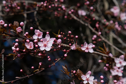 Delicate Pink Cherry Blossom On Thin Branches In Spring Light For Nature And ...