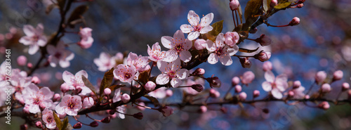 Vibrant Pink Blossoms Against a Clear Blue Sky in Springtime