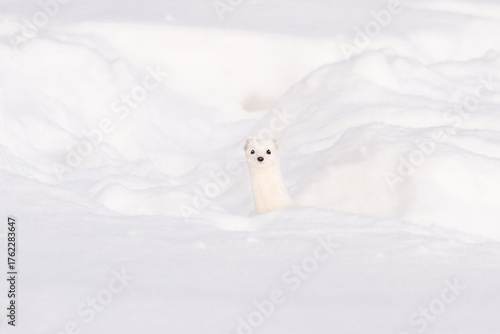 Minimalist portrait of a weasel erminea in white winter camouflage