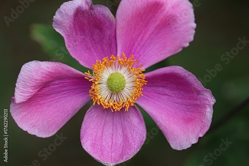 blühende Herbstaster in pink