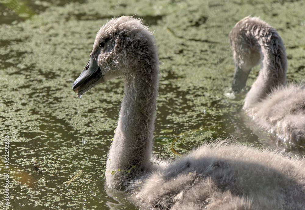 Fototapeta premium white swan with babies in prospect park lake (pond with baby swans with parents swimming and walking on land) cygnet wildlife photography cute ugly duckling