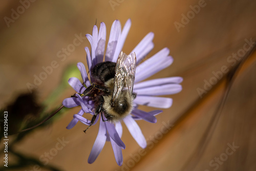 bumble bee on small purple flower in fall macro